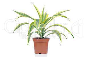 Houseplant