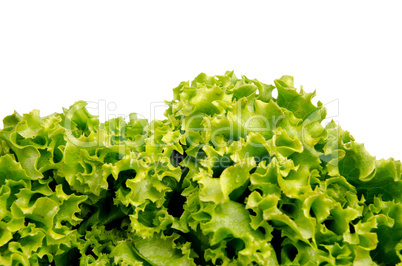 Lettuce salad leaves