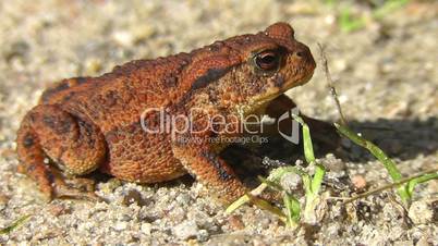 Erdkröte - Bufo - Common toad - Bufo