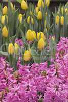 Tulpen und Hyazinthen