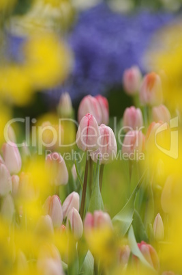 Tulpen