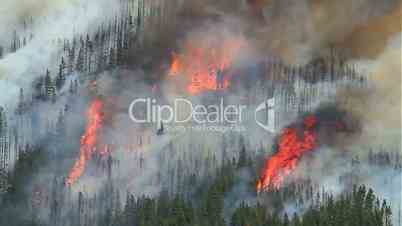 Forest Fire 07