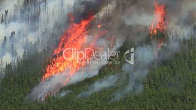 Forest Fire 08