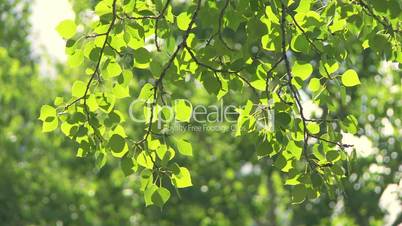 Sun on green aspen poplar leaves