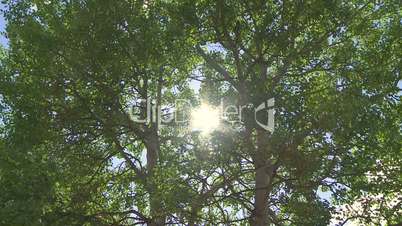 Sun shining through green aspen trees