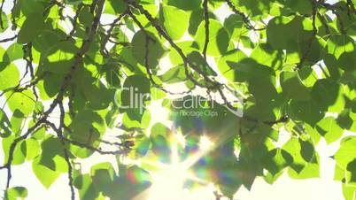 Sun on green aspen poplar leaves