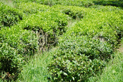 Japanese green tea plant