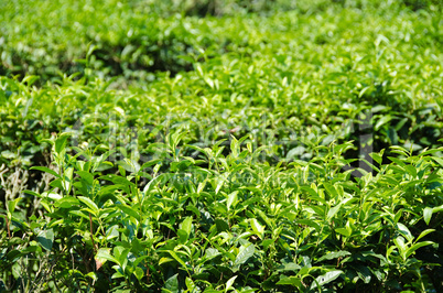 Japanese green tea plant