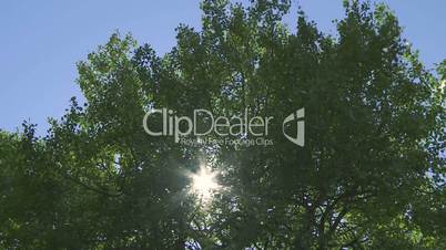 Sun through green aspen poplar leaves