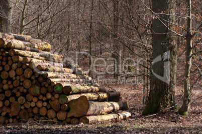 Holzstapel im Wald