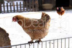 Huhn auf einem Zaun