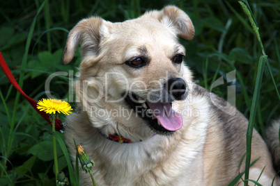 Kleiner Hund in Löwenzahnwiese