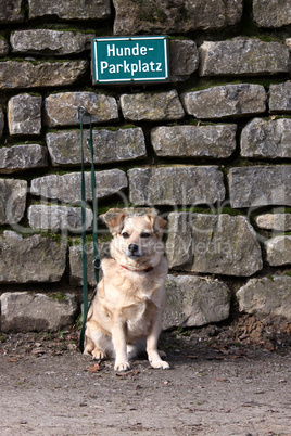 Hunde-Parkplatz mit Mischlingshund