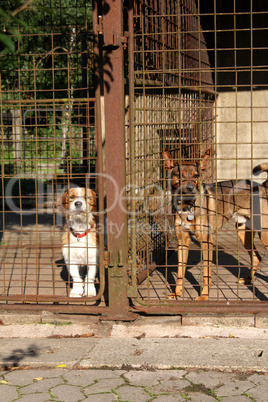 Hunde im Tierheim