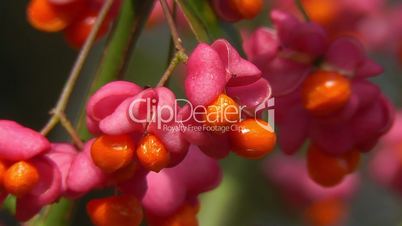 Spindelstrauch - Spindle Tree