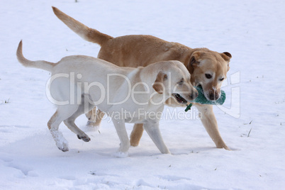 Zwei spielende Labrador Retriever im Schnee