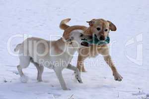 Zwei spielende Labrador Retriever im Schnee