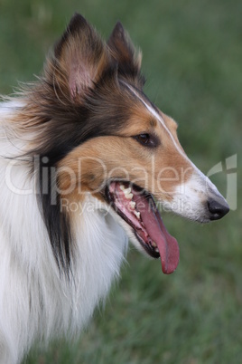 Langhaar Collie