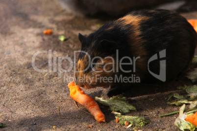 Meerschweinchen