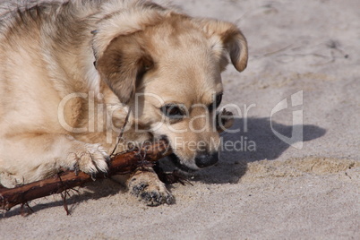 Mischlingshund mit Stock im Sand