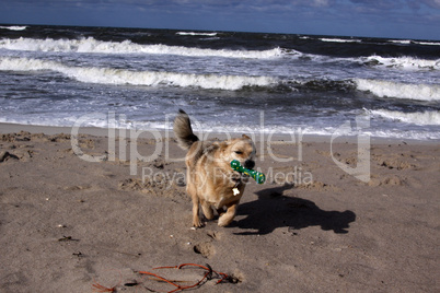 Mischlingshund am Strand von Sylt