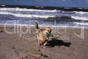 Mischlingshund am Strand von Sylt