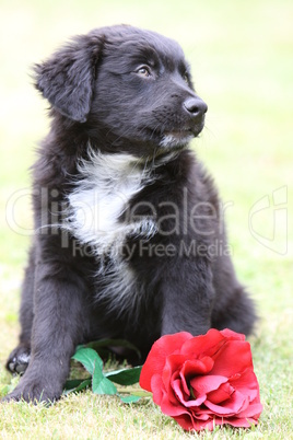 Mischlingswelpe mit roter Blume