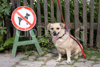 Angeleinter Mischlingsrüde neben Schild