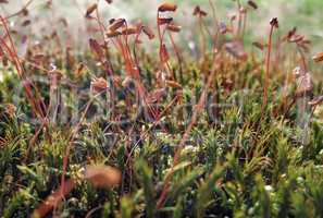 moss sporangiums closeup