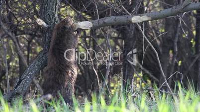 Beaver Eating Montage