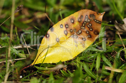 Herbstfarben - Blatt