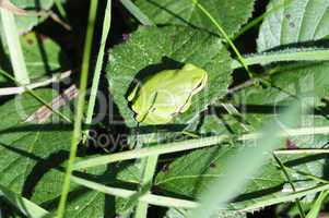 Europäische Laubfrosch - Hyla arborea