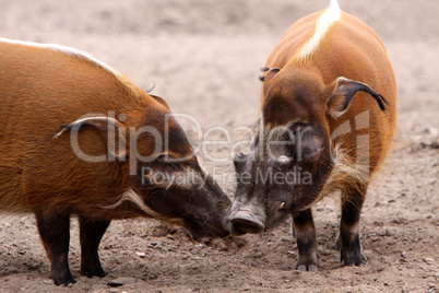 Pinselohrschweine