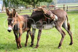 Esel und Muli