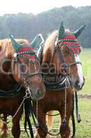 Polnisches Warmblut