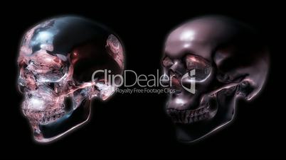Two Skulls