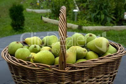 Pears.