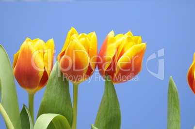 Tulpen