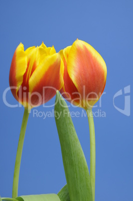 Tulpen