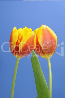 Tulpen