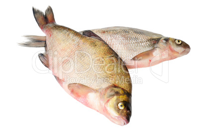 Two fresh freshwater fish