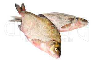 Two fresh freshwater fish