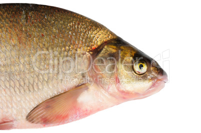 Fresh freshwater fish Bream.