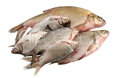 Several fresh freshwater fish