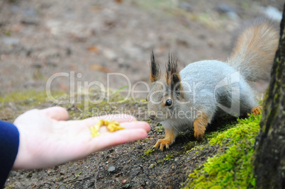 squirrel being hand fed