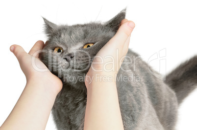 Happy cat is pleased with hand stroking