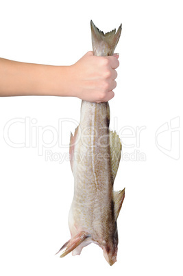 Raw fish without the head in hand