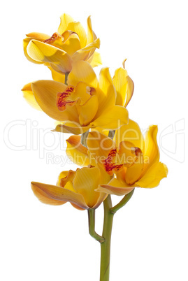 Fresh bright yellow orchid