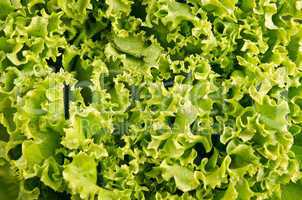 Lettuce salad leaves