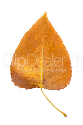 Fall leaf